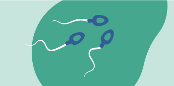 illustration de trois spermatozoïdes verts