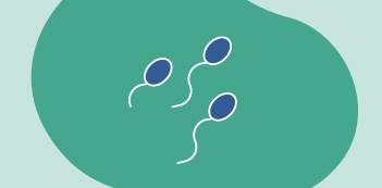 illustration de trois spermatozoïdes verts